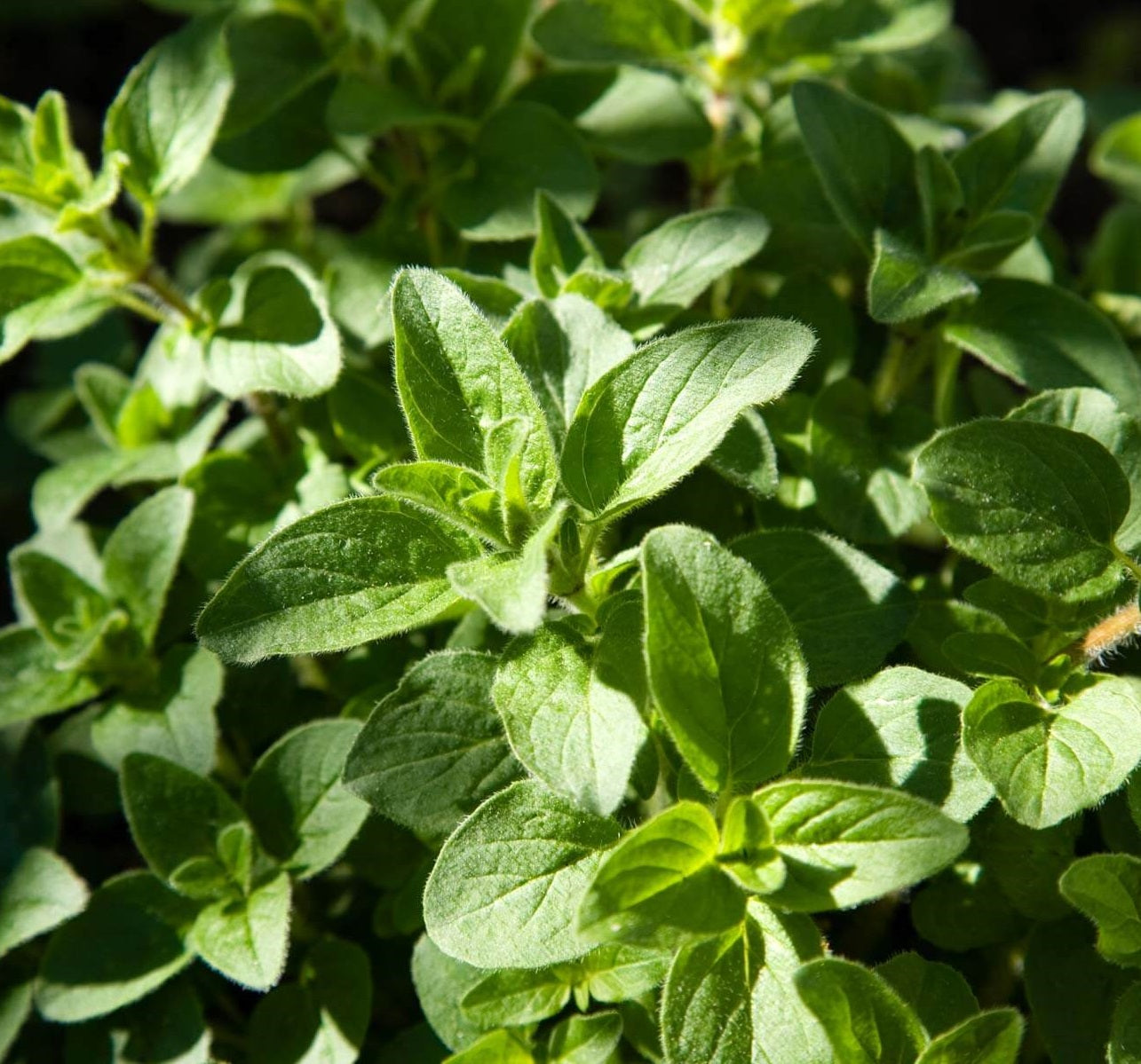 Oregano Seeds