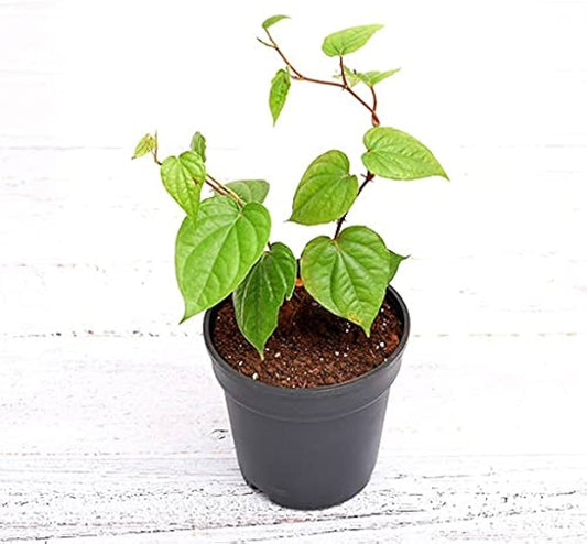 Betel Leaf Plant / Magai Paan