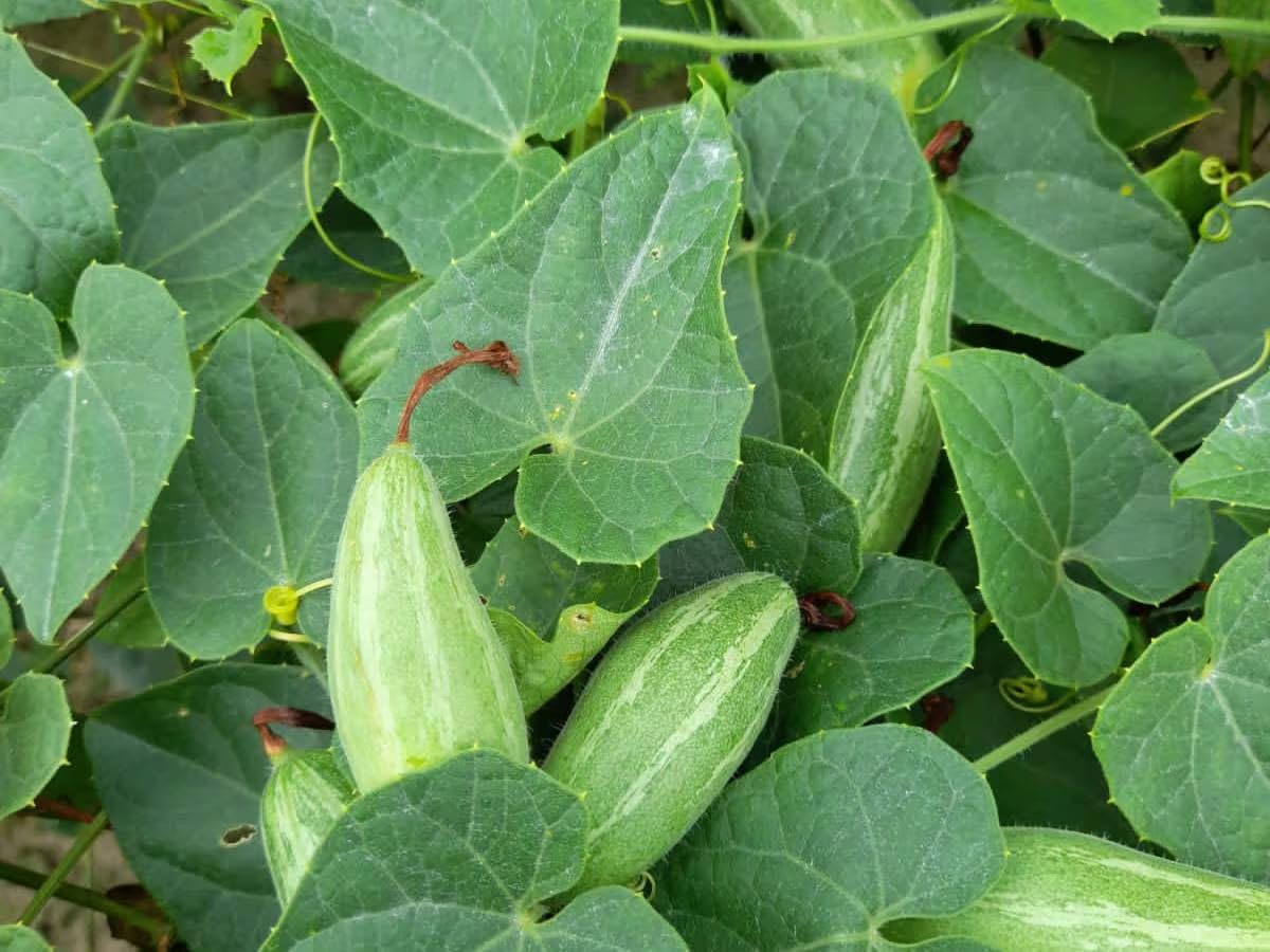 parwal plant seeds Pointed Gourd (Parwal) Seeds – Going Greens
