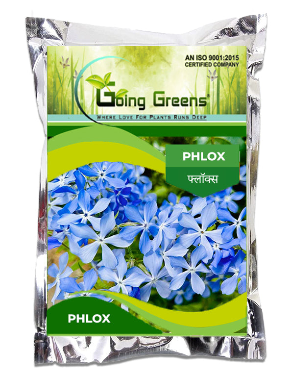 Phlox Flower Seeds