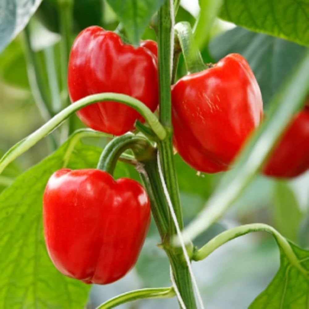 Simla Chilli Red Red Capsicum (Lal Shimla Mirch) Seeds – Going Greens