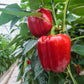 Red Capsicum (Lal Shimla Mirch) Seeds