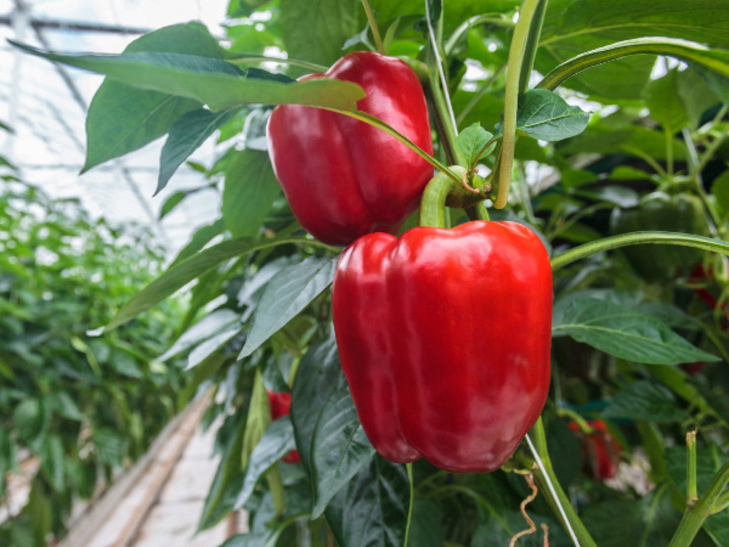 Red Capsicum (Lal Shimla Mirch) Seeds