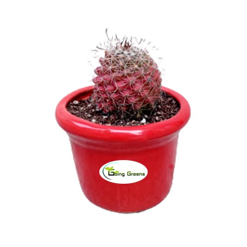 Notocactus Rutilans/Pink Ball Cactus