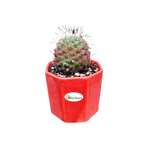 Notocactus Rutilans/Pink Ball Cactus
