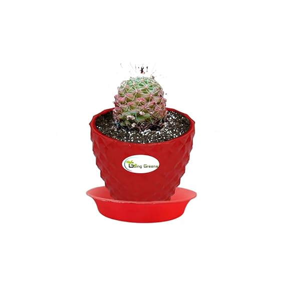 Notocactus Rutilans/Pink Ball Cactus