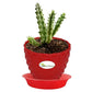 Huernia Zebrina Cactus