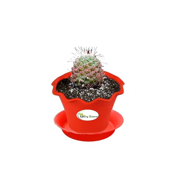 Notocactus Rutilans/Pink Ball Cactus