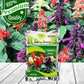 Salvia Flower Seeds