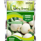 Hybrid Spring Onion- Allium Cepa Seeds