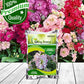 Stock Flower Seeds