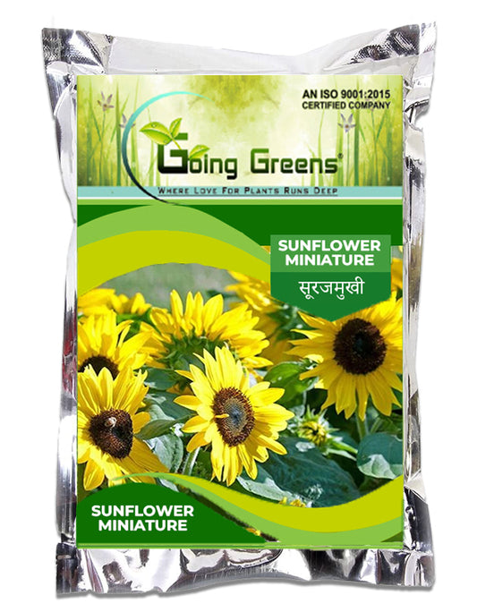 Sunflower Miniature Flower Seeds