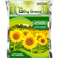 Sunflower Russian Giant Flower Seeds