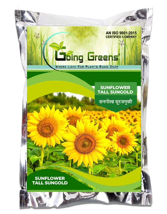 Sunflower Russian Giant Flower Seeds