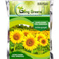 Sunflower Tall Sungold Flower Seeds