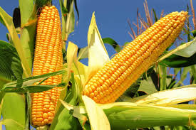 Sweetcorn Seeds