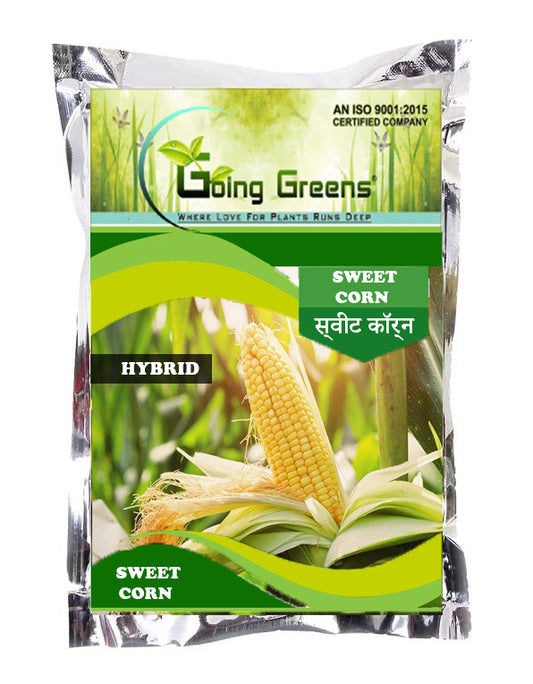 Sweet Corn F1 Hybrid Seeds