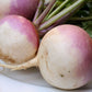 Turnip (Shalgam) Seeds