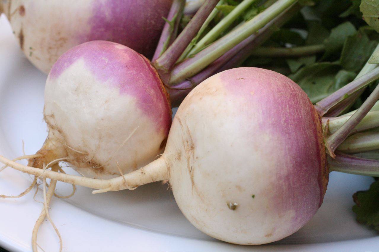 Turnip (Shalgam) Seeds