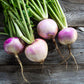 Turnip (Shalgam) Seeds