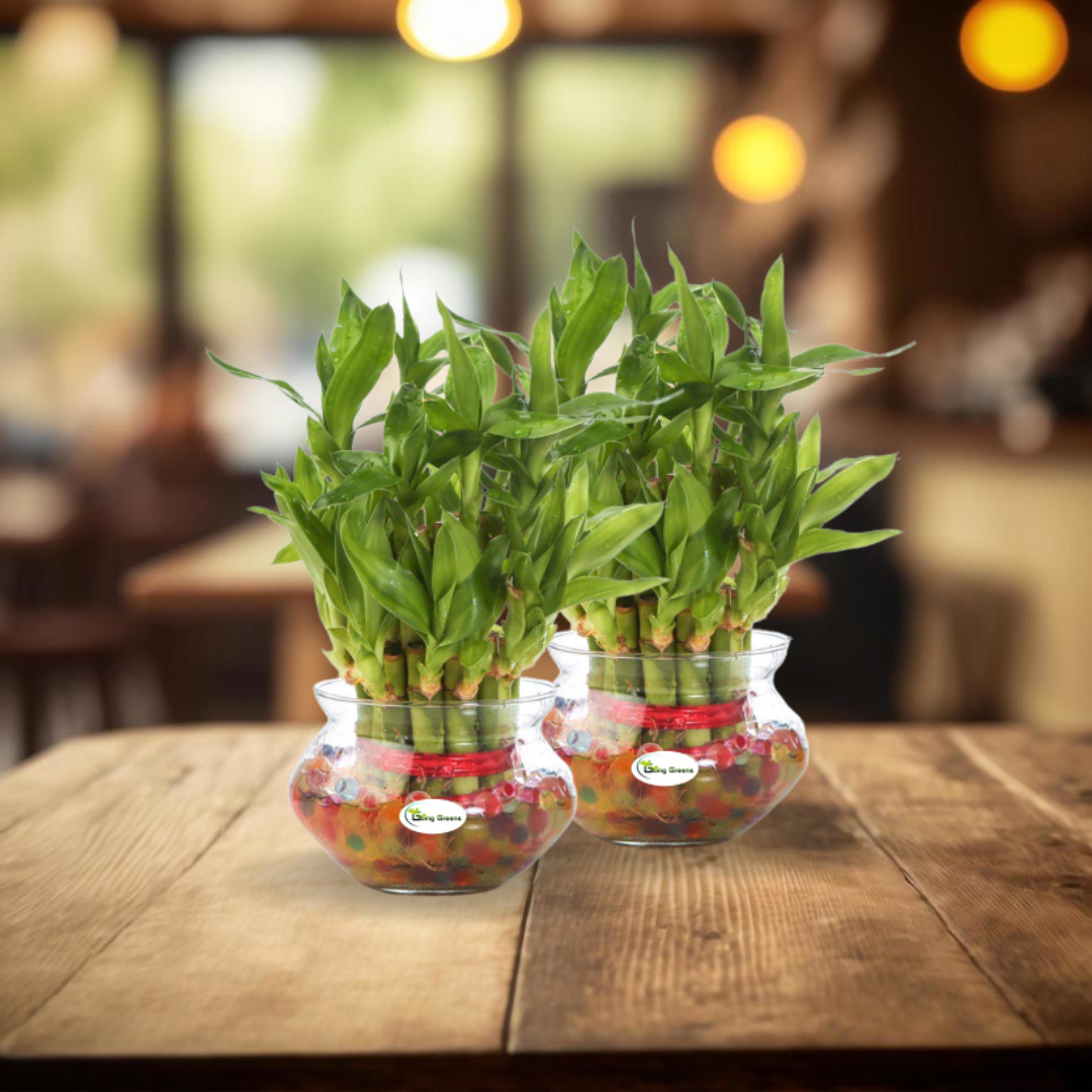 Combo of 2 Layers Lucky Bamboo Plant