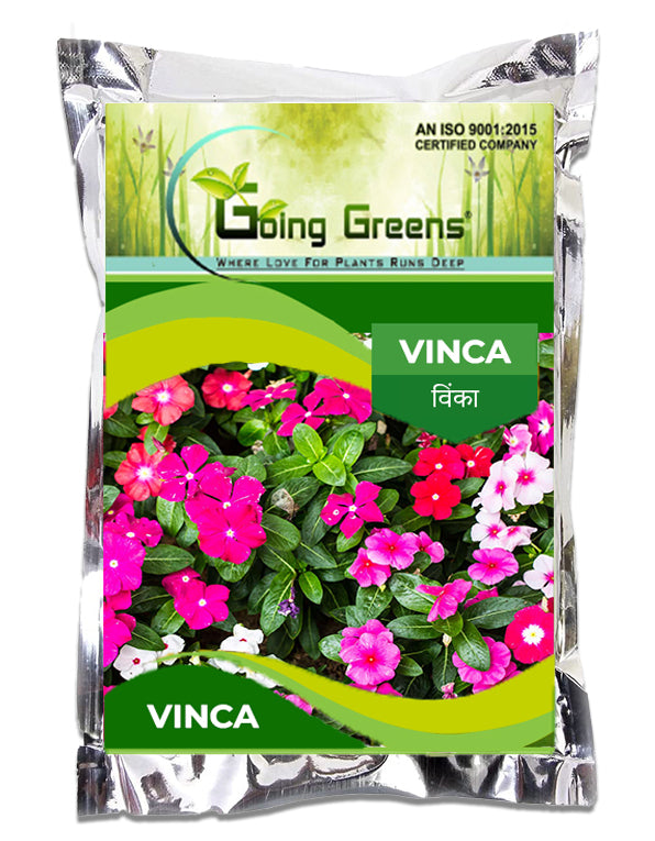 Vinca Flower Seeds Going Greens