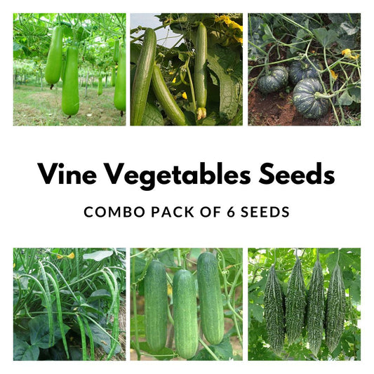 Vine Vegetables Seeds Combo Pack