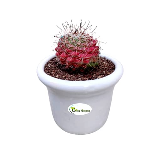Notocactus Rutilans/Pink Ball Cactus
