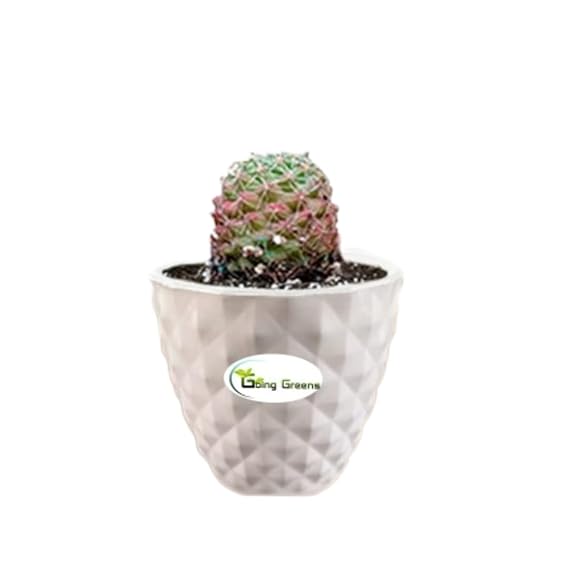 Notocactus Rutilans/Pink Ball Cactus