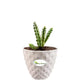 Huernia Zebrina Cactus
