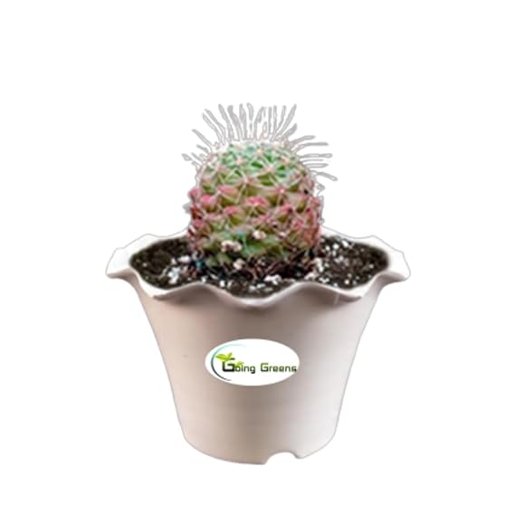 Notocactus Rutilans/Pink Ball Cactus