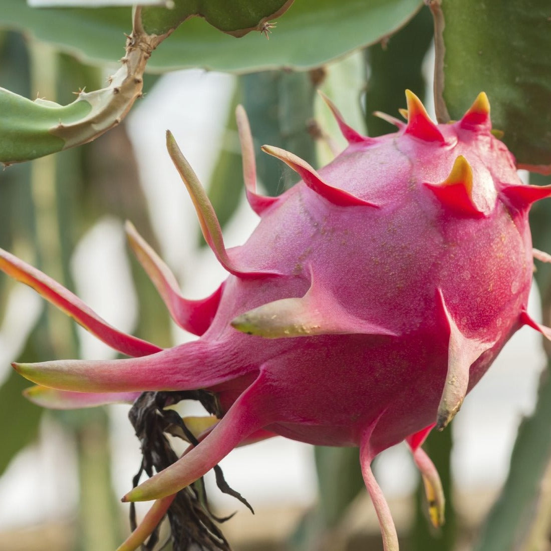 Dragon Fruit Plant