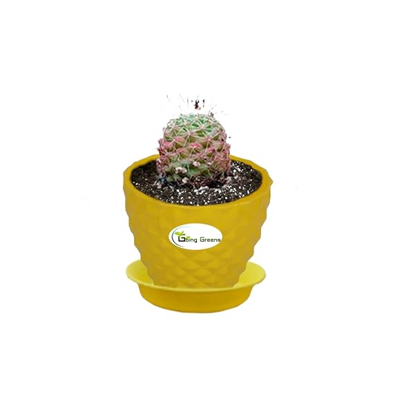 Notocactus Rutilans/Pink Ball Cactus