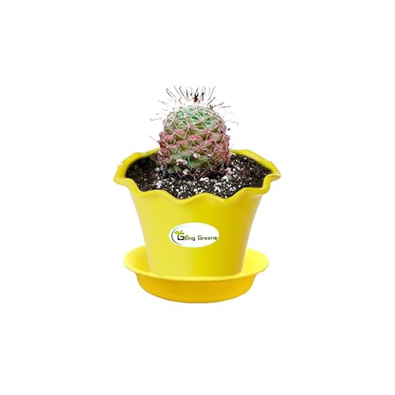 Notocactus Rutilans/Pink Ball Cactus