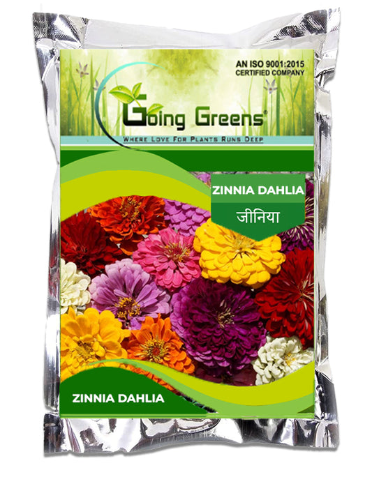 Zinnia Dahlia Flower Seeds