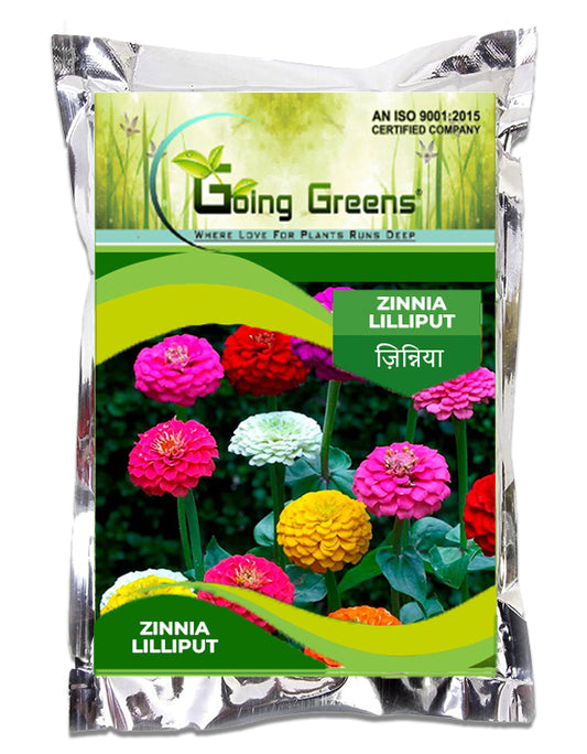 Zinnia Lilliput Flower Seeds