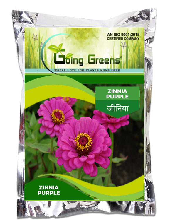 Zinnia Purple Flower Seeds