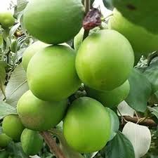 Apple Ber / Indian Plum (Indian Jujube)