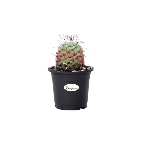 Notocactus Rutilans/Pink Ball Cactus