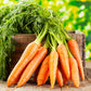 Carrot Nantes (Gajar) Seeds