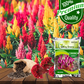 Celosia Flower Seeds
