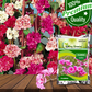 Clarkia Flower Seeds