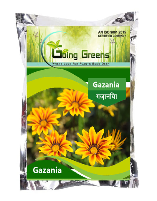 Gazania Flower Seeds