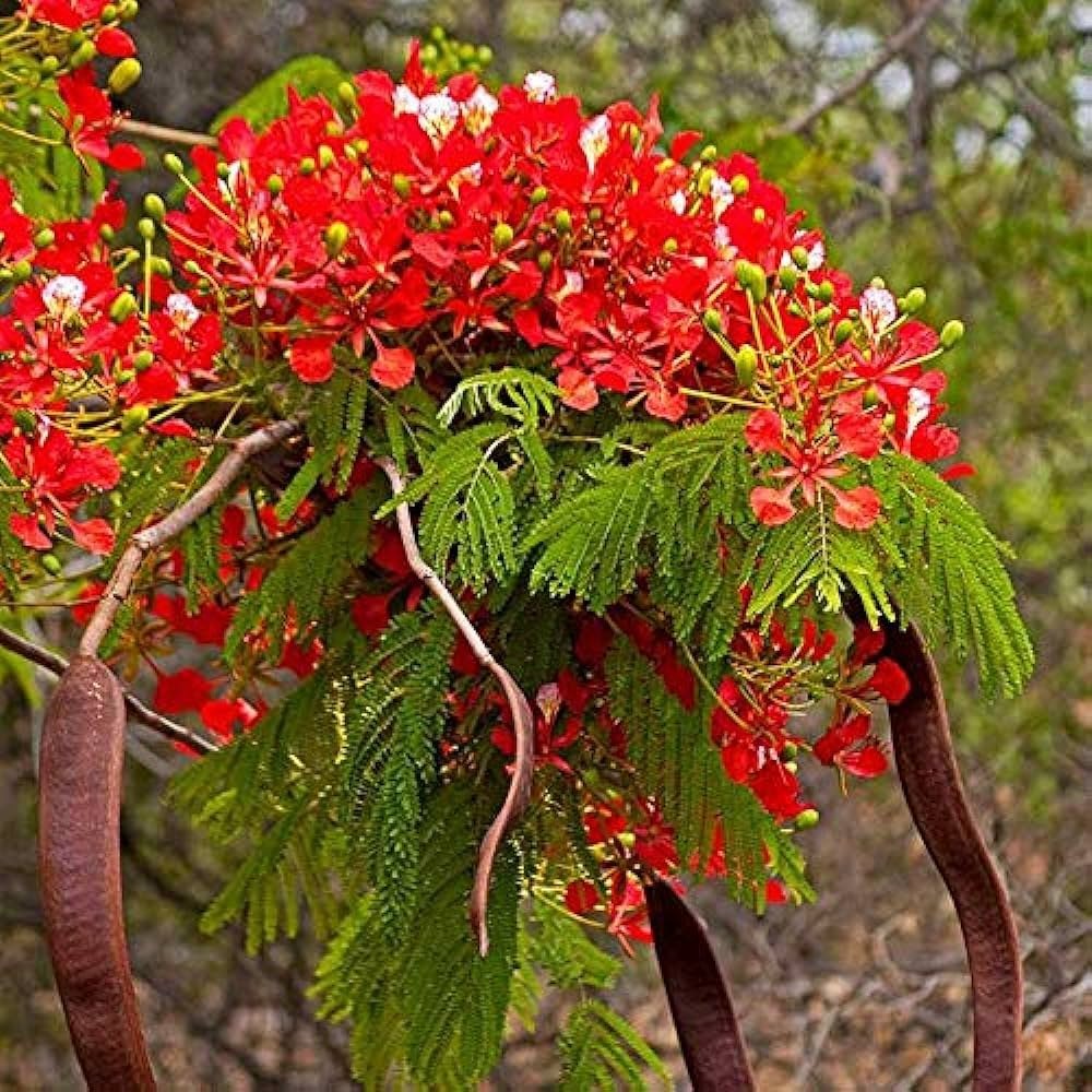 Gulmohar Tree, Delonix regia