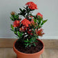 Ixora Dwarf (Red)