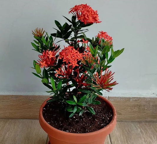 Ixora Dwarf (Red)