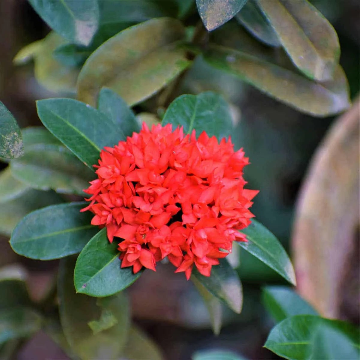 Ixora Dwarf (Red)