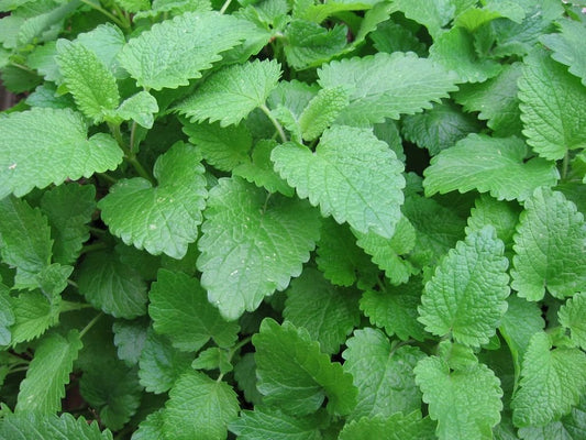 Lemon Balm Seeds