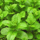 Mint (Pudina) Seeds