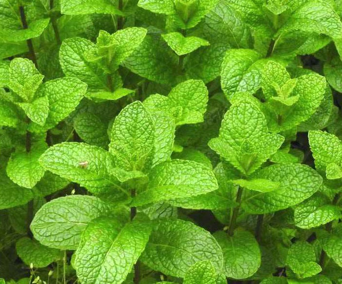 Mint (Pudina) Seeds
